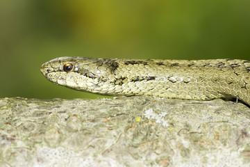 Smooth snake in natural habitat / Coronella austriaca