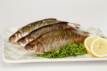 rotauge