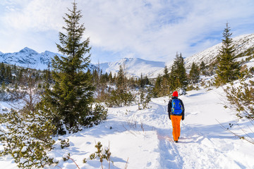 Naklejka premium Young woman backpacker tourist walking on hiking trail in winter landscape of Gasienicowa valley, Tatra Mountains, Poland