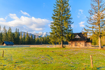 Wooden hut on pasture with blooming crocus flowers in Chocholowska valley, Tatra Mountains, Poland