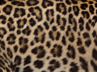 Jaguar, leopard and ocelot skin texture