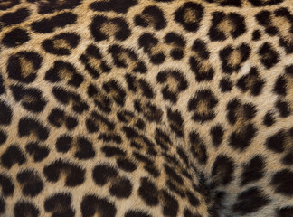 Jaguar, leopard and ocelot skin texture