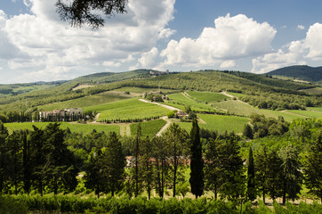 Fototapeta na wymiar vineyards in Tuscany summer