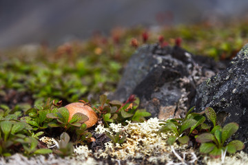 Beautiful image of tundra mushroom, plants and moss