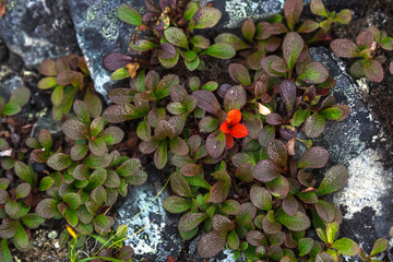 Green tiny leaves with red in tundra, Russia