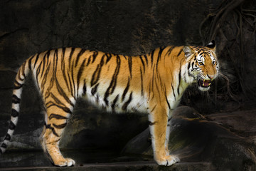 Naklejka na ściany i meble young sumatran tiger