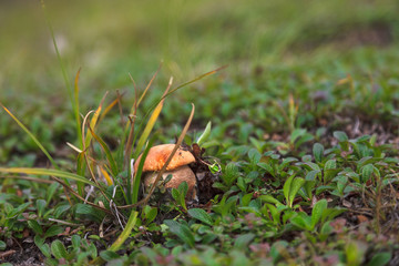 Orange-cap boletus close up in moss on tundra background