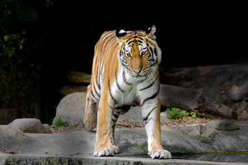 young sumatran tiger