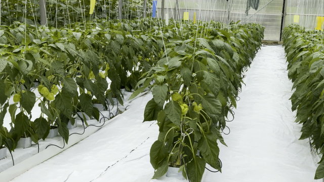 Greenhouse Cultivation of Green Peppers
