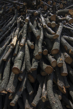 Ağa&ccedil; ve Odun (Wood)