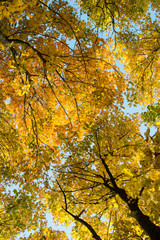 Look-up to the crown of autumn trees