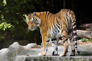 young sumatran tiger