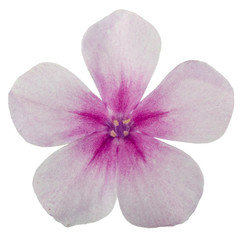 Flower of phlox, isolated on a white background