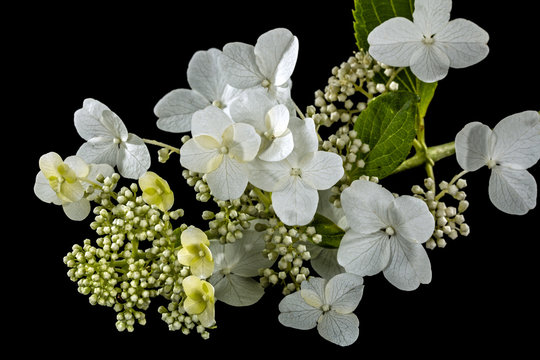 Fototapeta Flowers of hydrangea, isolated on black background
