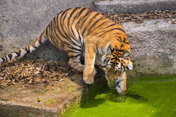 young sumatran tiger