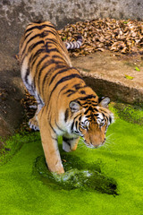 young sumatran tiger