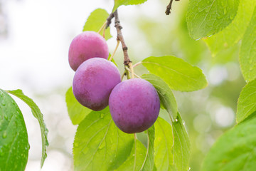 Ripe red plums on the branch
