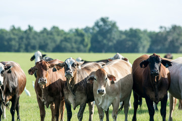 Cows standing in a line looking forward in a summer pasture