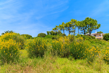 Fototapeta na wymiar Yellow flowers on green meadow in spring season, Algarve region, Portugal