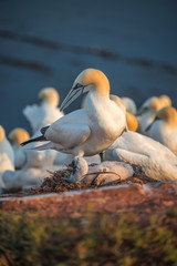 Mother gannet takes care of her chick at Helgoland island in Nor