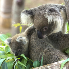 koala bear in the zoo