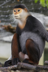 Fototapeta premium Pygathrix nemaeus cute