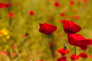 Bee and Poppies