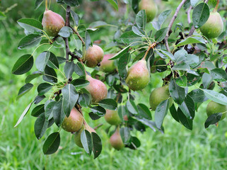 Crude Pears/crude pear fruits on pear tree with leaves