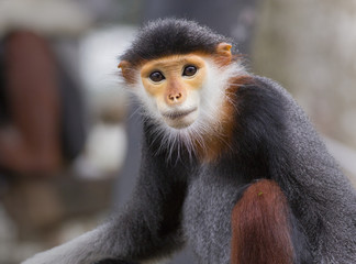 Pygathrix nemaeus cute