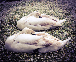 łabędzie © kati2802