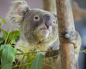 koala bear in the zoo