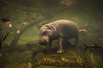 hippopotamus - obrazy, fototapety, plakaty
