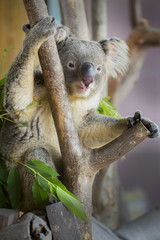 koala bear in the zoo