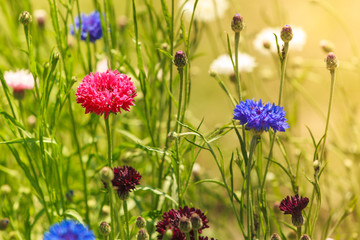 Cornflowers in the garden
