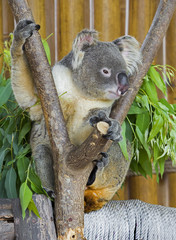 Obraz premium koala bear in the zoo