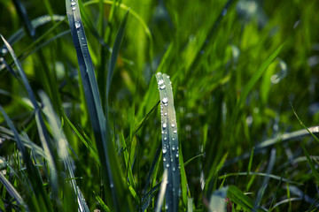 water drop on green grass detail, toning