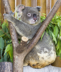 koala bear in the zoo