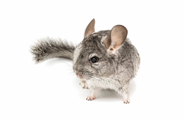 Chinchilla