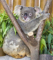 koala bear in the zoo