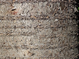 Cherry tree bark texture