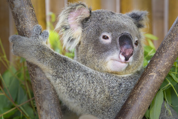 koala bear in the zoo