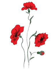 red poppies on a white background