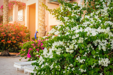 White bougainvillea blooms in the garden