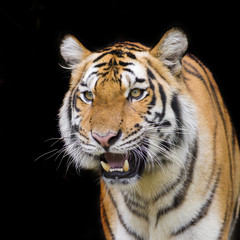 Tiger Sumatran