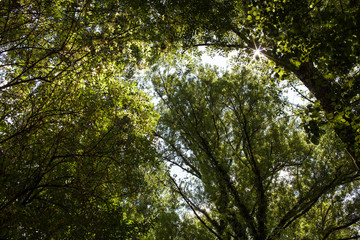 France. Sous bois, Gorges de l'Aveyron