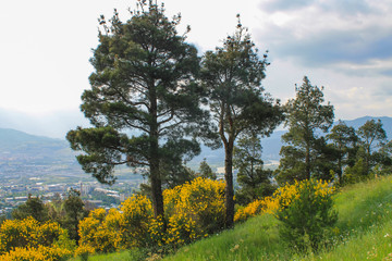 view to tbilisi behind pines and yellow bushes