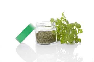 Coriander, culinary aromatic herbs.