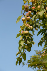 ripe apples hanging on a branch at orchard against the blue sky