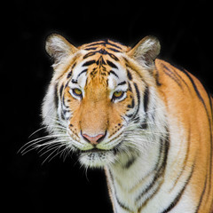 Tiger Sumatran