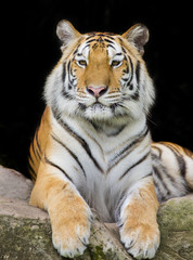 Fototapeta premium Tiger Sumatran